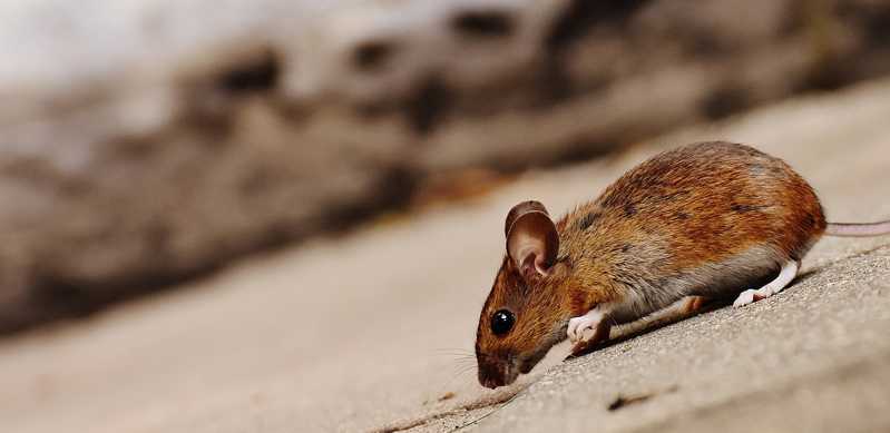 Disinfestazione da topi e insetti: può essere fatta in modo ecologico?